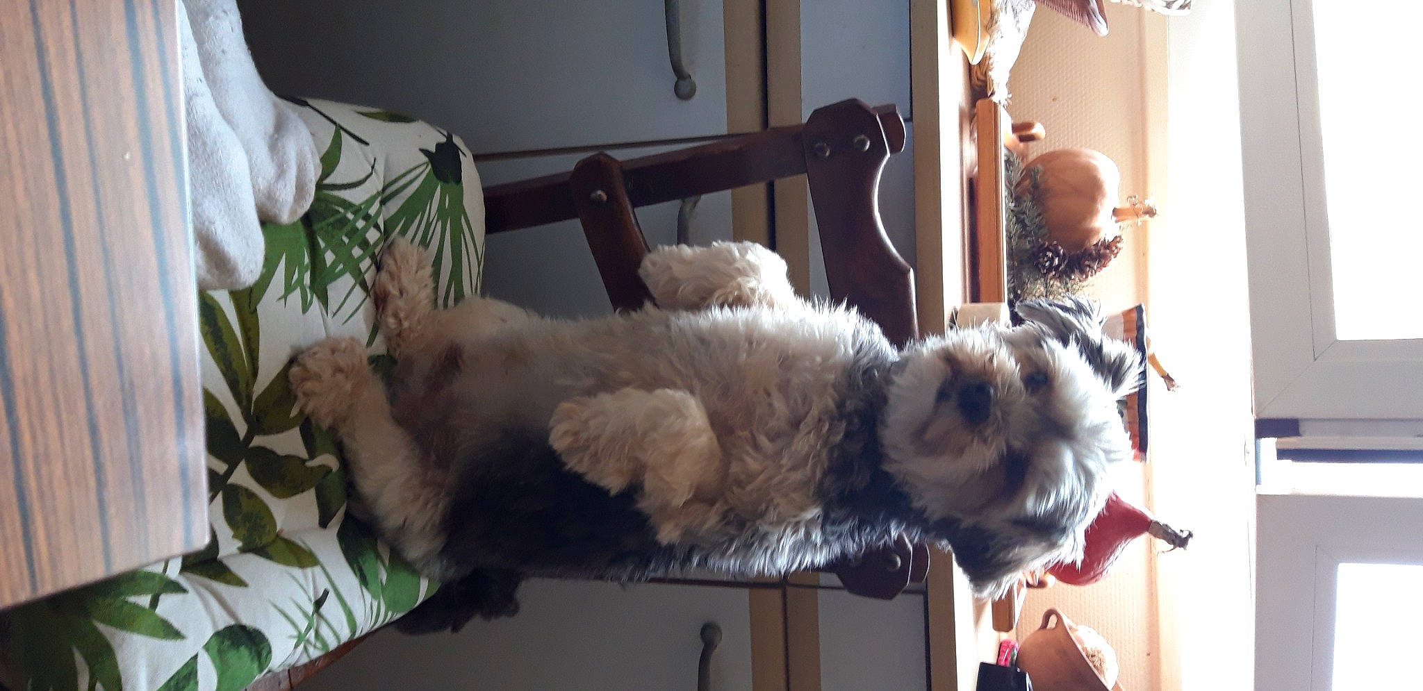 Nash participe au concours pour gagner de l'argent avec cette photo : bookcase, canidae, carnivore, chair, comfort, companion_dog, couch, dog_breed, fawn, fur, lamp, living_room, pillow, room, sporting_group, stuffed_toy, tail, textile, toy, window