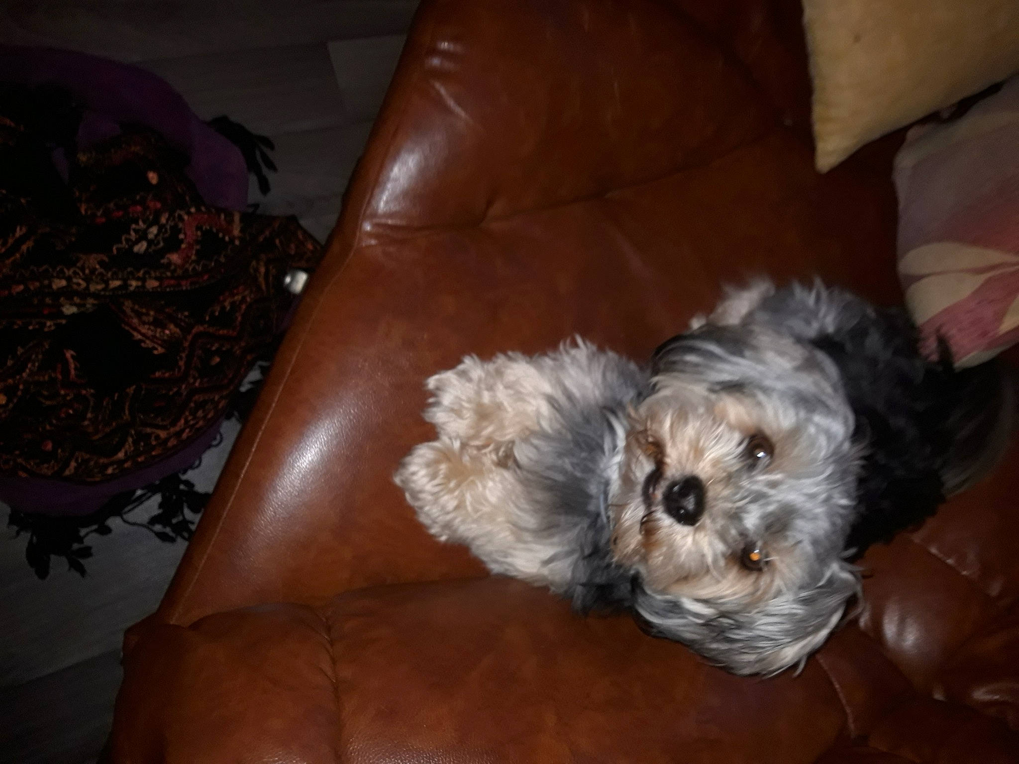 Nash a rejoint le concours — aidez-le/la à gagner de superbes lots ! canidae, carnivore, comfort, companion_dog, couch, dog, dog_breed, dog_supply, fawn, flooring, fur, liver, living_room, maltepoo, small_terrier, sporting_group, terrier, toy_dog, working_animal, yorkipoo