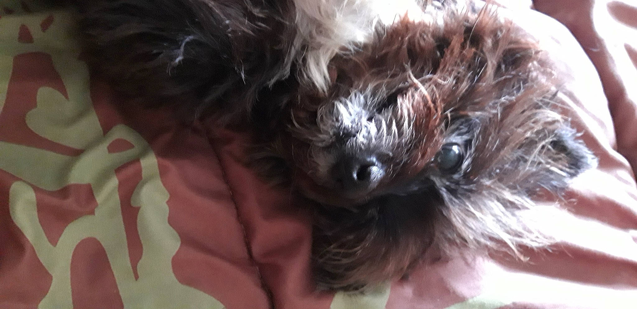 Chipie participe au concours pour gagner de l'argent avec cette photo : canidae, carnivore, companion_dog, dog, dog_breed, dog_supply, ear, fawn, fur, liver, maltepoo, shih_poo, small_terrier, snout, sporting_group, terrier, toy_dog, whiskers, working_animal, yorkipoo