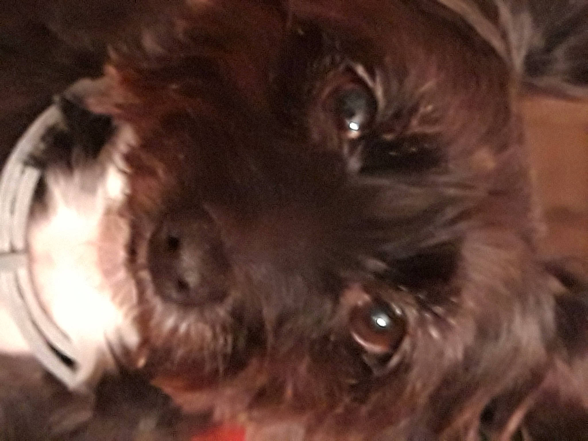 Chipie a rejoint le concours — aidez-le/la à gagner de superbes lots ! canidae, carnivore, companion_dog, dog, dog_breed, ear, fawn, firefighter, fur, human_body, liver, non_sporting_group, puppy, small_terrier, snout, sporting_group, terrier, toy_dog, whiskers, working_animal