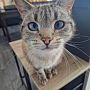 Tao participe au concours pour gagner de l'argent avec cette photo : cat, blue_eyes, whiskers, fur, indoor, chair, wooden_chair, close_up, pet, animal, feline, curious, sitting, domestic, floor, kitchen, background_blur, household, portrait, tabby_cat