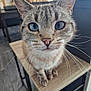animal, background_blur, blue_eyes, cat, chair, close_up, curious, domestic, feline, floor, fur, household, indoor, kitchen, pet, portrait, sitting, tabby_cat, whiskers, wooden_chair