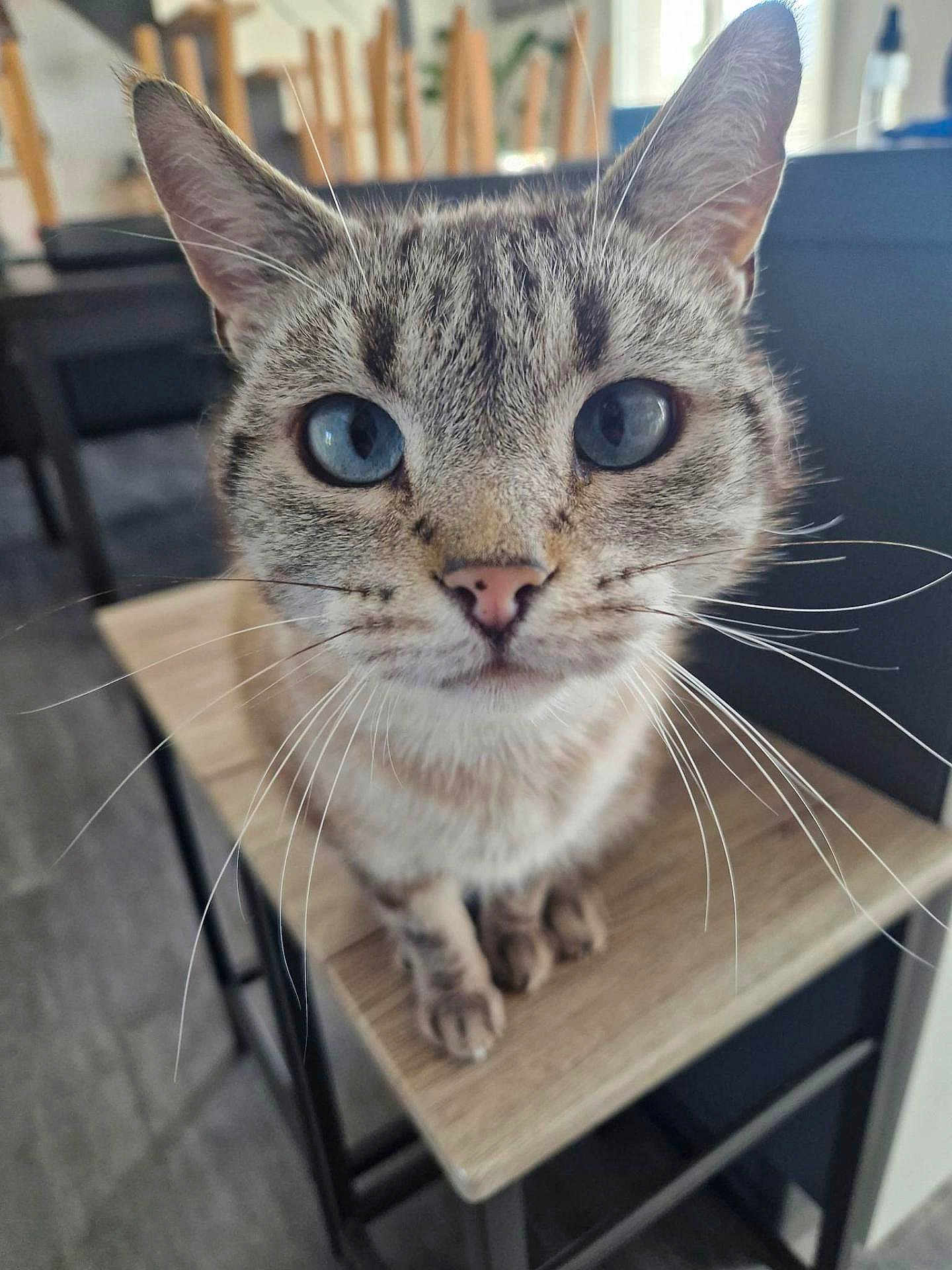 Tao participe au concours pour gagner de l'argent avec cette photo : cat, blue_eyes, whiskers, fur, indoor, chair, wooden_chair, close_up, pet, animal, feline, curious, sitting, domestic, floor, kitchen, background_blur, household, portrait, tabby_cat