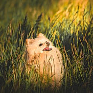 Modjo a rejoint le concours — aidez-le/la à gagner de superbes lots ! animal, canine, daylight, dog, fluffy, fur, grass, greenery, happy, muzzle, nature, outdoor, pet, playful, pomeranian, small_dog, smiling, summer, sunlight, tongue