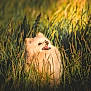 animal, canine, daylight, dog, fluffy, fur, grass, greenery, happy, muzzle, nature, outdoor, pet, playful, pomeranian, small_dog, smiling, summer, sunlight, tongue