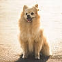 Modjo a rejoint le concours — aidez-le/la à gagner de superbes lots ! animal, bright, canine, cute, dog, fluffy, friendly, fur, golden, happy, outdoor, path, pet, pomeranian, portrait, sitting, small_dog, sunlight, tongue_out, warm_light