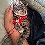 Chico joined the competition — help win amazing prizes! cat, tabby_cat, sleeping, red_sweater, person, hand, arm, blanket, cozy, indoor, pet, fur, whiskers, relaxed, comfort, couch, nap, domestic_animal, resting, cute