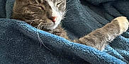 Chico joined the competition — help win amazing prizes! cat, gray_tabby, blanket, cozy, sleeping, paw, fur, pet, indoor, resting, cute, whiskers, pink_nose, relaxed, soft_texture, home, animal, domestic_cat, comfort, nap