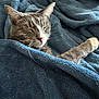 cat, gray_tabby, blanket, cozy, sleeping, paw, fur, pet, indoor, resting, cute, whiskers, pink_nose, relaxed, soft_texture, home, animal, domestic_cat, comfort, nap