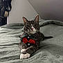 Chico is registered to the contest to win money with this photo: cat, gray_cat, white_paws, plaid_shirt, red_bow_tie, bed, bedspread, indoor, pet, feline, resting, cute, animal, whiskers, ears, paws, collar, fur, domestic_cat, portrait