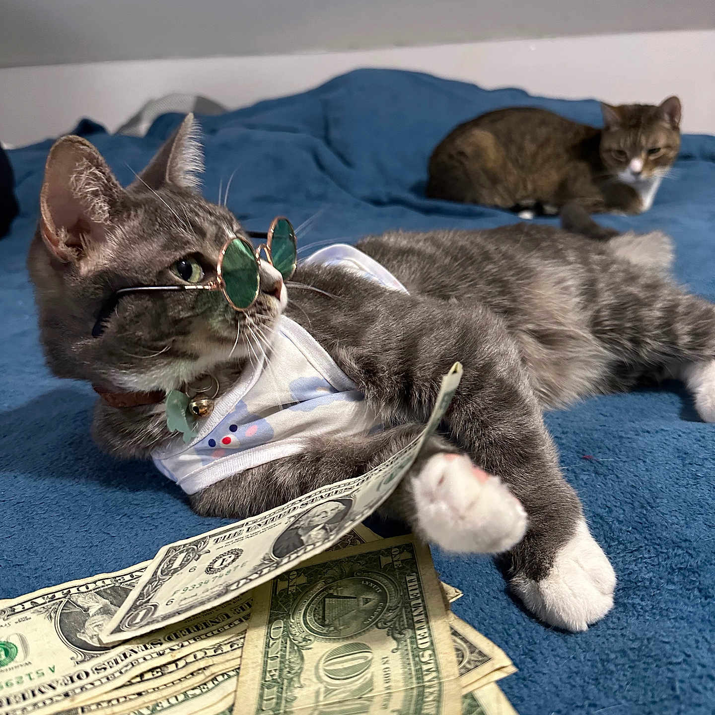 Chico is registered to the contest to win money with this photo: accessory, animal, bedroom, blue_blanket, cat, collar, currency, cute, domestic_animal, feline, indoor, lying_down, money, pet, playful, relaxed, shirt, sunglasses, two_cats, white_paws