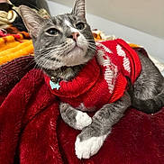 Chico joined the competition — help win amazing prizes! cat, gray_cat, white_paws, red_sweater, pet, animal, indoor, blanket, red_blanket, cozy, fur, whiskers, collar, bell, relaxed, cute, comfort, resting, closeup, domestic_cat