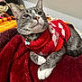 cat, gray_cat, white_paws, red_sweater, pet, animal, indoor, blanket, red_blanket, cozy, fur, whiskers, collar, bell, relaxed, cute, comfort, resting, closeup, domestic_cat
