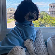 Bella Rose is registered to the contest to win money with this photo: dog, poodle, hoodie, blue_clothing, window, cushion, indoor, pet, curly_fur, seated, daylight, screen_window, house, greenery, collar, tag, relaxed, fur_spots, cozy, looking_out