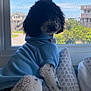 dog, poodle, hoodie, blue_clothing, window, cushion, indoor, pet, curly_fur, seated, daylight, screen_window, house, greenery, collar, tag, relaxed, fur_spots, cozy, looking_out