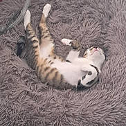 Adrien a rejoint le concours — aidez-le/la à gagner de superbes lots ! animal, cat, comfort, cozy, cute, feline, fluffy_rug, fur, home, indoor, laying_down, pet, relaxation, relaxed, resting, sleeping, soft_texture, striped, tabby, white_paws