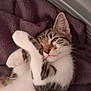 Adrien participe au concours pour gagner de l'argent avec cette photo : adorable, animal, blanket, cat, closeup, cozy, cute, fur, indoor, kitten, paws, pet, purple, relaxed, resting, sleepy, soft, tabby, whiskers, white_fur