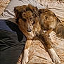 dog, bed, blanket, person, lying_down, fur, paw, indoor, casual, resting, brown, white, animal, comfort, relaxation, sleepwear, pattern, fabric, home, furniture