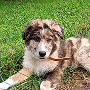 Mystral a rejoint le concours — aidez-le/la à gagner de superbes lots ! puppy, dog, grass, fence, outdoor, pet, animal, cute, young, brown, white, fluffy, collar, nature, laying, ground, ears, face, eyes, fur