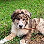 puppy, dog, grass, fence, outdoor, pet, animal, cute, young, brown, white, fluffy, collar, nature, laying, ground, ears, face, eyes, fur