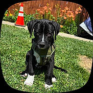Sparky joined the competition — help win amazing prizes! animal, backyard, black_dog, cute, dog, flowers, grass, greenery, harness, orange_flowers, outdoor, pet, puppy, sitting, summer, sunny, traffic_cone, white_paws, wooden_fence, young_dog