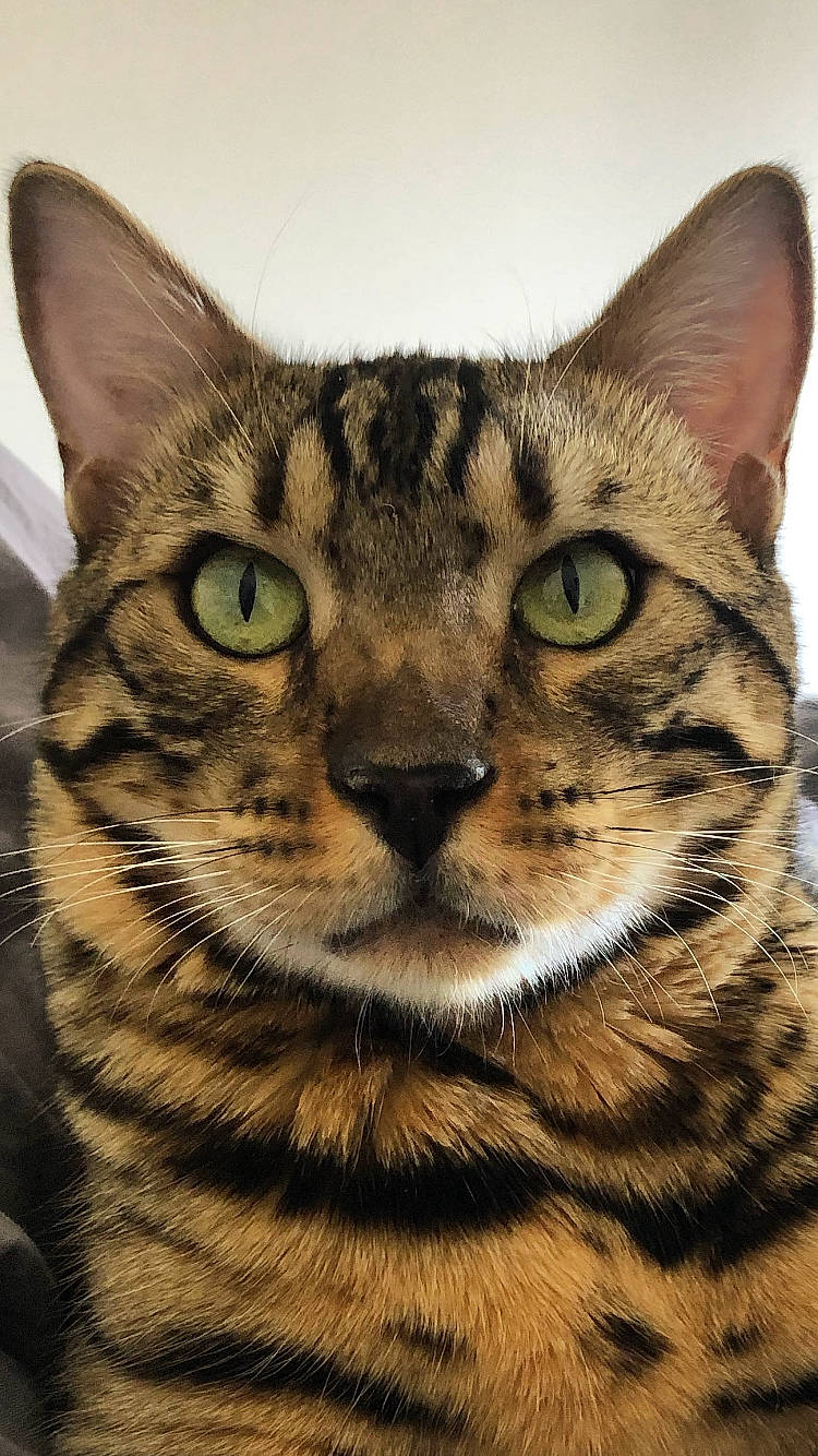 Pesto participe au concours pour gagner de l'argent avec cette photo : american_shorthair, asian, bengal, california_spangled, carnivore, cat, close_up, domestic_short_haired_cat, dragon_li, european_shorthair, felidae, head, mammal, ocicat, small_to_medium_sized_cats, snout, tabby_cat, toyger, vertebrate, whiskers