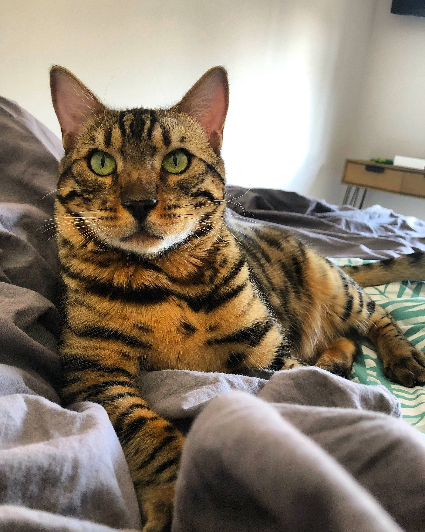 Pesto participe au concours pour gagner de l'argent avec cette photo : american_shorthair, american_wirehair, asian, australian_mist, bengal, california_spangled, carnivore, cat, domestic_short_haired_cat, dragon_li, european_shorthair, felidae, mammal, ocicat, small_to_medium_sized_cats, sokoke, tabby_cat, toyger, vertebrate, whiskers