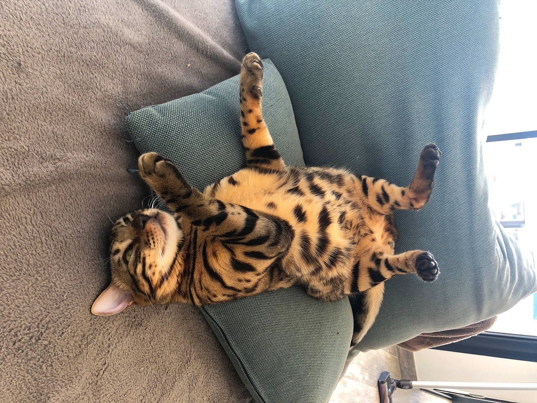 Pesto participe au concours pour gagner de l'argent avec cette photo : american_shorthair, asian, bengal, carnivore, cat, dragon_li, egyptian_mau, fawn, felidae, fur, kitten, mammal, ocicat, small_to_medium_sized_cats, sokoke, tabby_cat, tail, toyger, whiskers