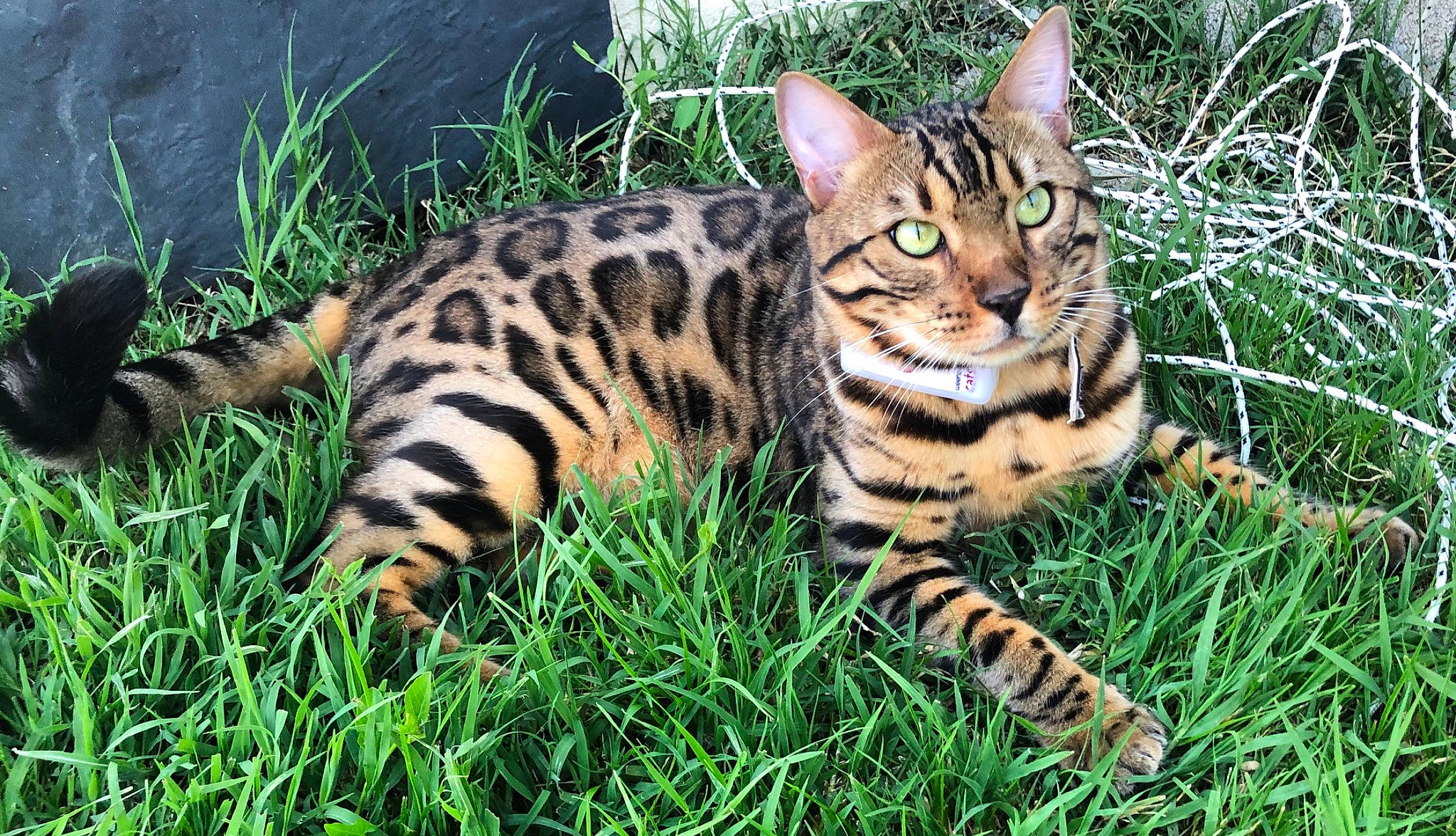 Pesto a rejoint le concours — aidez-le/la à gagner de superbes lots ! asian, bengal, carnivore, cat, domestic_short_haired_cat, european_shorthair, felidae, grass, mammal, organism, rusty_spotted_cat, small_to_medium_sized_cats, sokoke, tabby_cat, terrestrial_animal, toyger, vertebrate, whiskers, wild_cat, wildlife