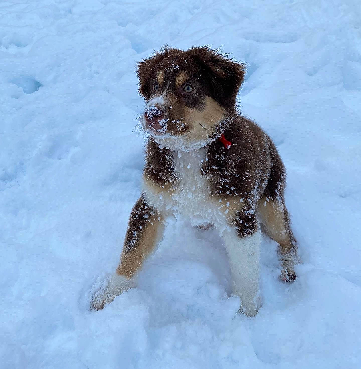 Louna participe au concours pour gagner de l'argent avec cette photo : canidae, carnivore, collar, companion_dog, dog, dog_breed, dog_collar, dog_supply, fawn, freezing, fur, gun_dog, liver, snow, sporting_group, tail, terrier, toy_dog, water_dog, winter