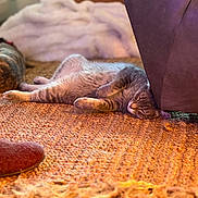Winter Beans joined the competition — help win amazing prizes! cat, tabby_cat, sleeping, indoor, rug, furniture, cozy, relaxing, warm_light, home, floor, pet, animal, resting, fur, domestic, cute, comfort, carpet, lazy
