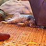 cat, tabby_cat, sleeping, indoor, rug, furniture, cozy, relaxing, warm_light, home, floor, pet, animal, resting, fur, domestic, cute, comfort, carpet, lazy