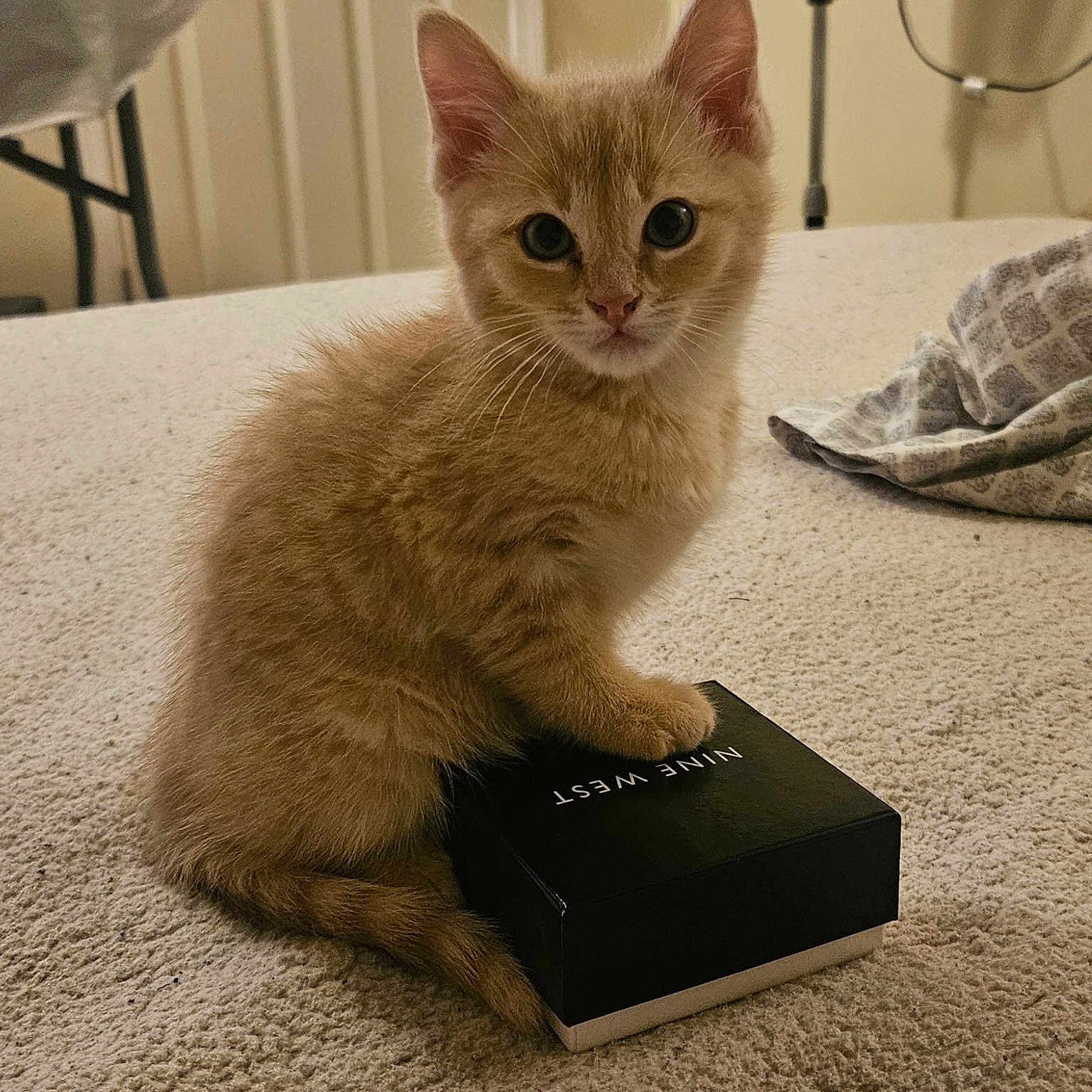 Ziggy is registered to the contest to win money with this photo: animal, box, carpet, cat, cozy, curious, cute, domestic, feline, fur, furniture, indoor, kitten, looking, orange_cat, paw, pet, room, soft, young_cat