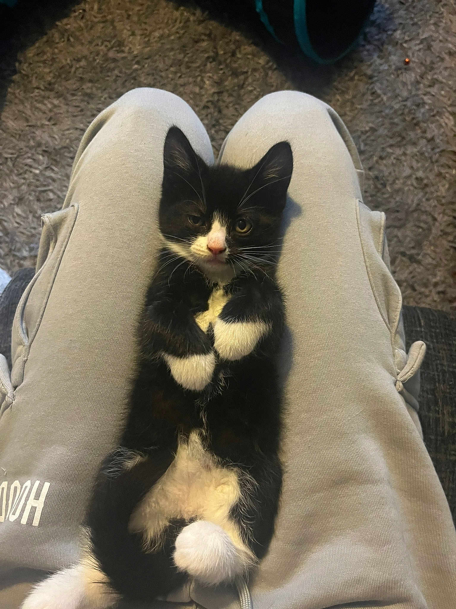 Socks