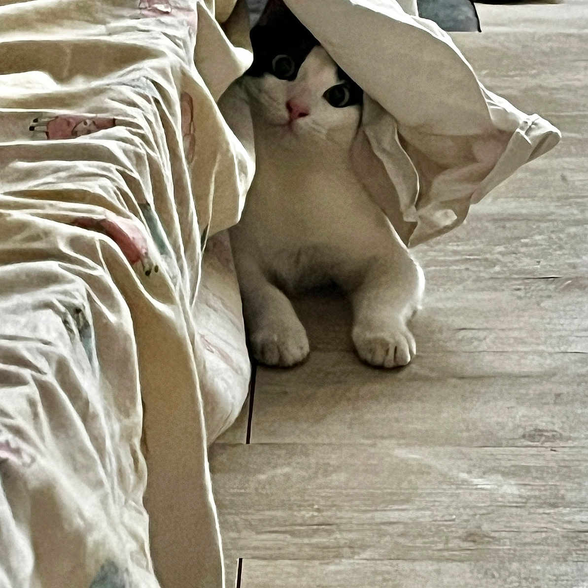 Vanille a rejoint le concours — aidez-le/la à gagner de superbes lots ! animal, black, blanket, cat, cozy, curious, cute, domestic, eyes, floor, fur, hiding, home, indoor, paws, pet, playful, resting, white, wooden_floor