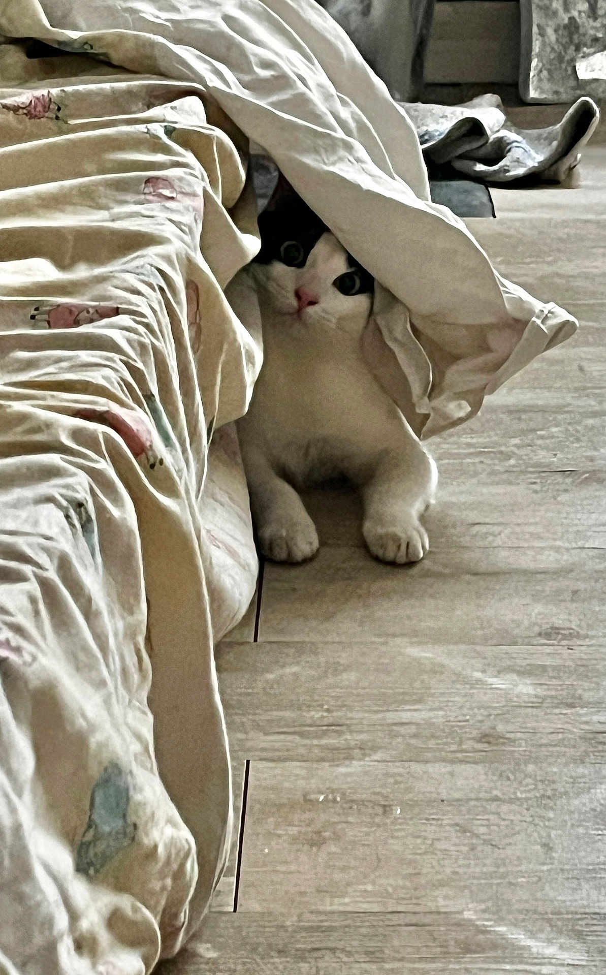 Vanille a rejoint le concours — aidez-le/la à gagner de superbes lots ! cat, blanket, floor, wooden_floor, indoor, curious, hiding, pet, animal, cozy, fur, white, black, paws, eyes, cute, playful, home, domestic, resting