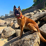 Radja participe au concours pour gagner de l'argent avec cette photo : dog, rock, beach, sand, blue_sky, outdoor, sunny, collar, tongue_out, happy, animal, pet, nature, daylight, canine, smiling, grass, fence, house, wall