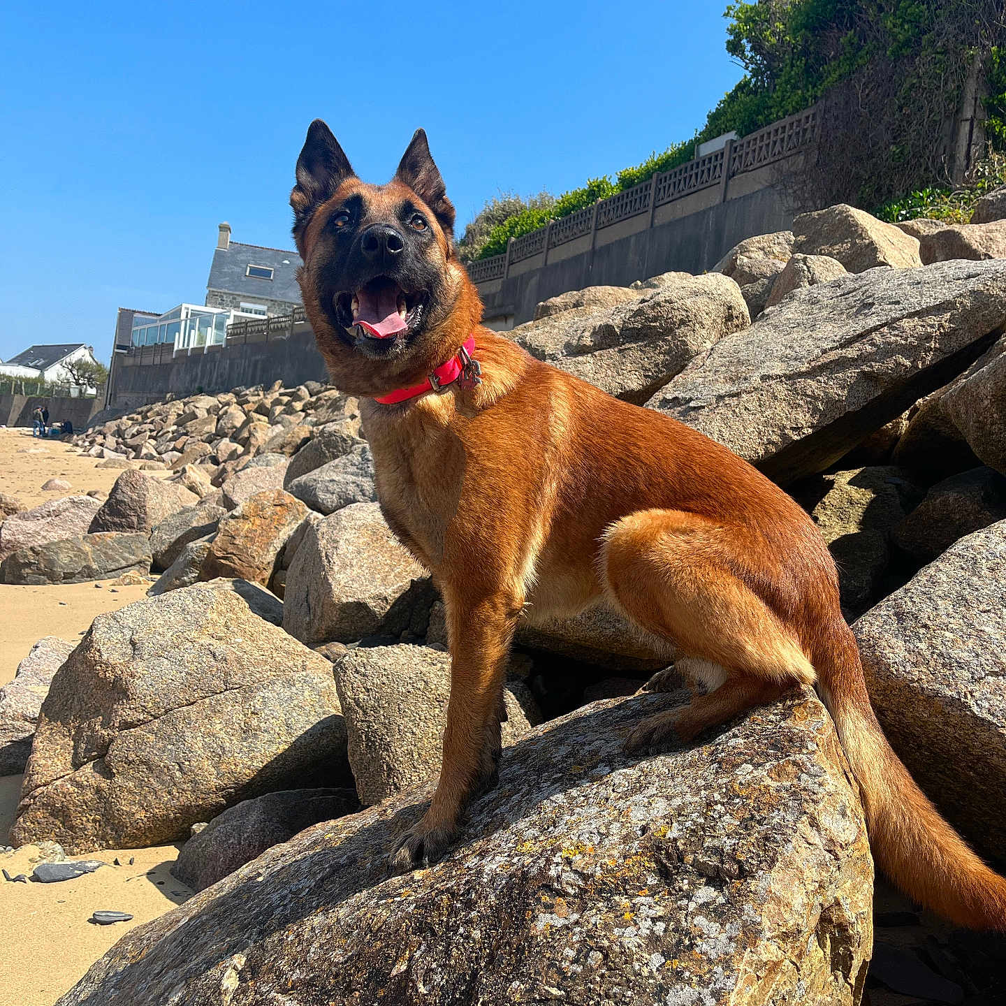 Radja participe au concours pour gagner de l'argent avec cette photo : animal, beach, blue_sky, canine, collar, daylight, dog, fence, grass, happy, house, nature, outdoor, pet, rock, sand, smiling, sunny, tongue_out, wall