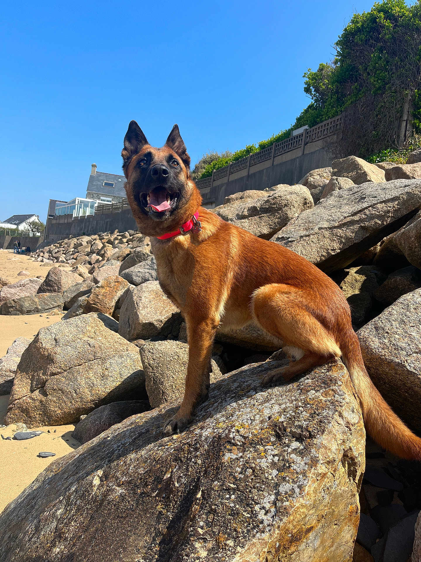 Radja participe au concours pour gagner de l'argent avec cette photo : dog, rock, beach, sand, blue_sky, outdoor, sunny, collar, tongue_out, happy, animal, pet, nature, daylight, canine, smiling, grass, fence, house, wall