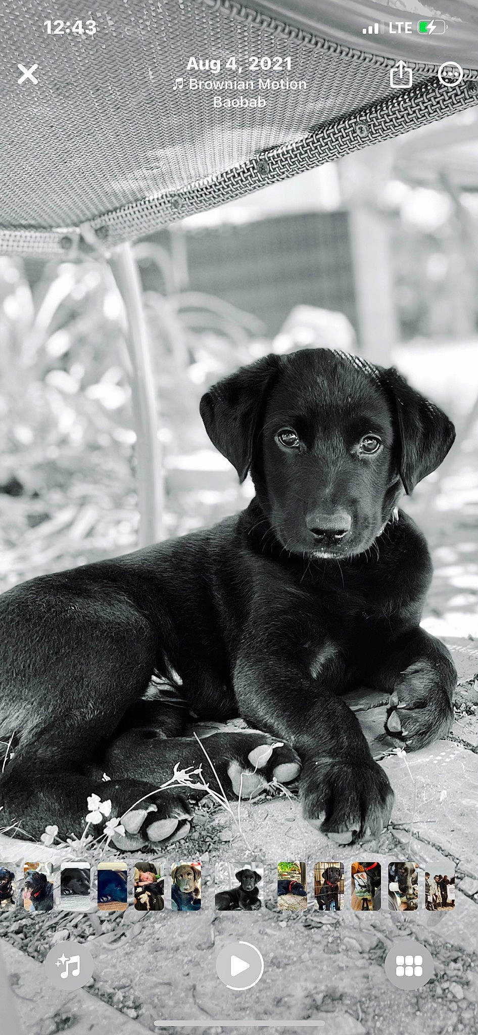Goose is registered to the contest to win money with this photo: black, borador, canidae, carnivore, companion_dog, dog, dog_breed, fur, hat, hunting_dog, liver, monochrome, monochrome_photography, photography, snout, sporting_group, style, terrestrial_animal, whiskers, working_animal