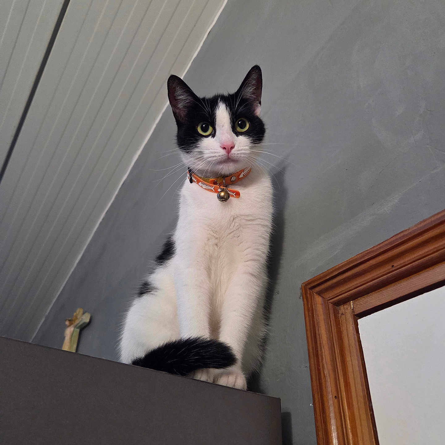 Coockie participe au concours pour gagner de l'argent avec cette photo : alert, animal, black_and_white, cat, collar, cross, curious, domestic_cat, ears, feline, gray_wall, indoor, looking_at_camera, paws, perched, pet, portrait, tail, whiskers, wooden_frame