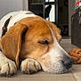 Guilty a rejoint le concours — aidez-le/la à gagner de superbes lots ! dog, sleeping, paw, floor, toy, indoor, brown, white, closeup, pet, canine, resting, collar, snout, quiet, relaxed, domestic, fur, animal, home