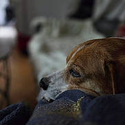 Guilty participe au concours pour gagner de l'argent avec cette photo : dog, brown, white, resting, close_up, blanket, indoor, furniture, blurred_background, cozy, pet, animal, calm, head, face, ears, snout, soft_texture, living_room, quiet