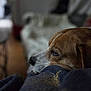 dog, brown, white, resting, close_up, blanket, indoor, furniture, blurred_background, cozy, pet, animal, calm, head, face, ears, snout, soft_texture, living_room, quiet