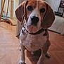 dog, beagle, pet, indoor, floor, wooden_floor, collar, door, furniture, scratching_post, animal, canine, looking, sitting, ears, brown, white, black_nose, home, portrait