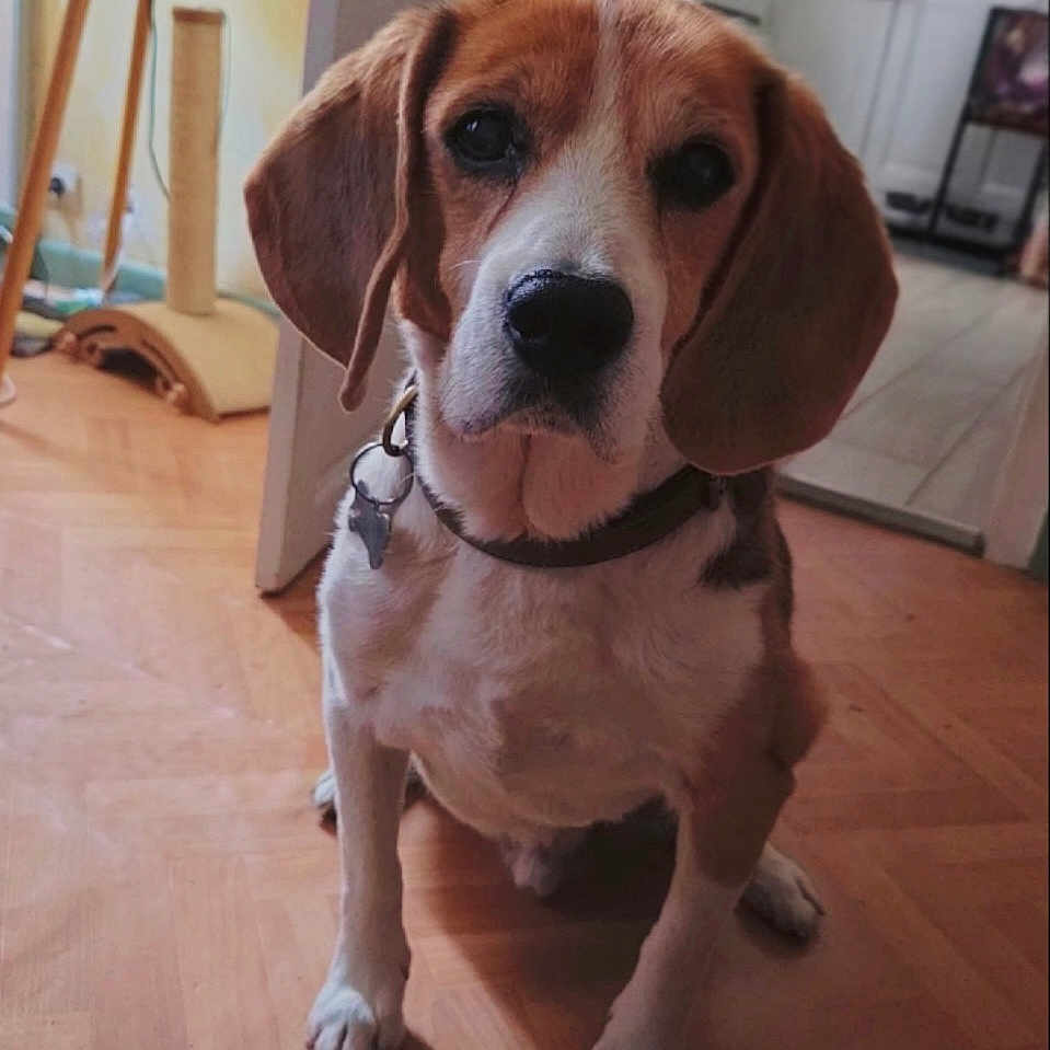 Guilty a rejoint le concours — aidez-le/la à gagner de superbes lots ! animal, beagle, black_nose, brown, canine, collar, dog, door, ears, floor, furniture, home, indoor, looking, pet, portrait, scratching_post, sitting, white, wooden_floor