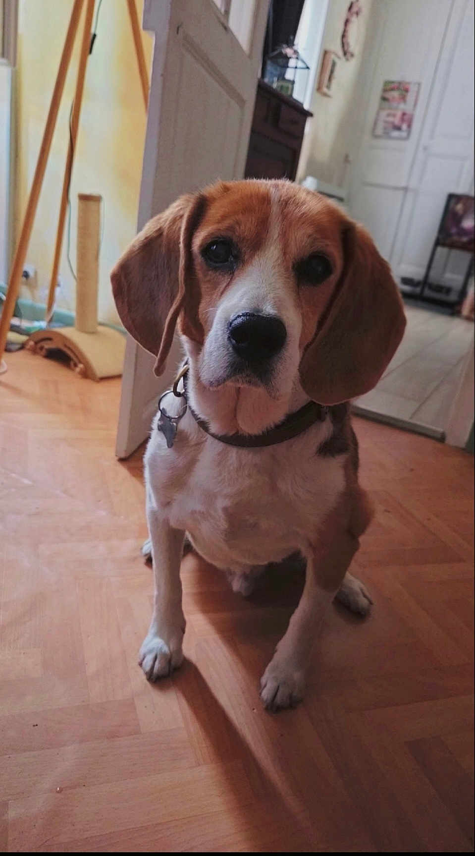 Guilty a rejoint le concours — aidez-le/la à gagner de superbes lots ! dog, beagle, pet, indoor, floor, wooden_floor, collar, door, furniture, scratching_post, animal, canine, looking, sitting, ears, brown, white, black_nose, home, portrait