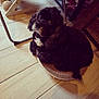 dog, black_dog, indoor, wooden_floor, scratcher, pet, looking_up, curled_up, cozy, furniture, cabinet, glass, sitting, flooring, animal, cute, companion, domestic, curious, home