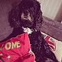 dog, black_dog, curly_fur, couch, pillow, red_pillow, text_on_pillow, indoor, pet, relaxed, furniture, cozy, living_room, animal, fur, seated, resting, domestic_animal, home, companion
