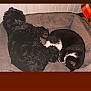 dog, cat, pet_bed, sleeping, curled_up, black_dog, black_and_white_cat, indoor, wooden_wall, blanket, cozy, fur, resting, companion_animals, animal_bond, curly_fur, relaxation, quiet, domestic_animals, bed